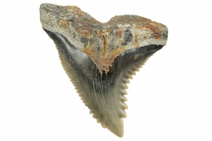 Snaggletooth Shark (Hemipristis) Tooth - Aurora, NC #194971